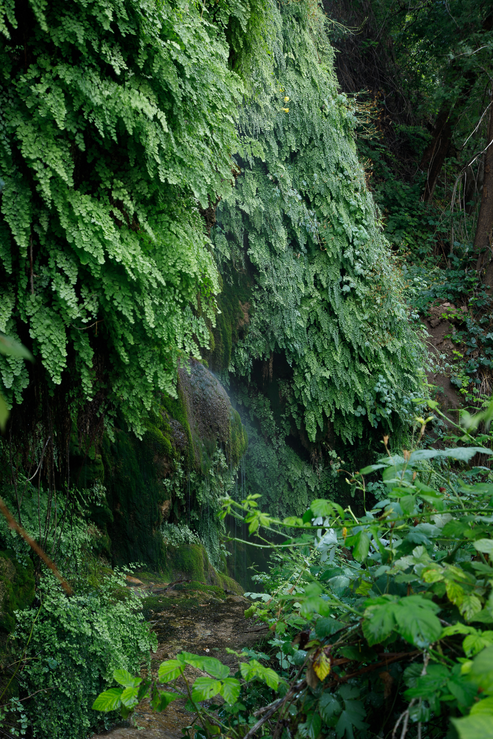 Black Maidenhair Fern (<i>Adiantum capillus-veneris</i>) around the waterfall.